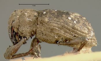 Media type: image;   Entomology 5300 Aspect: habitus lateral view